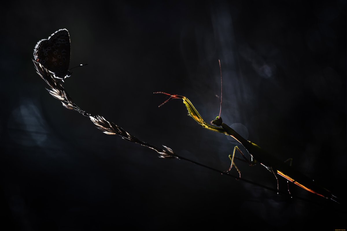 Богомол макро на черном фоне