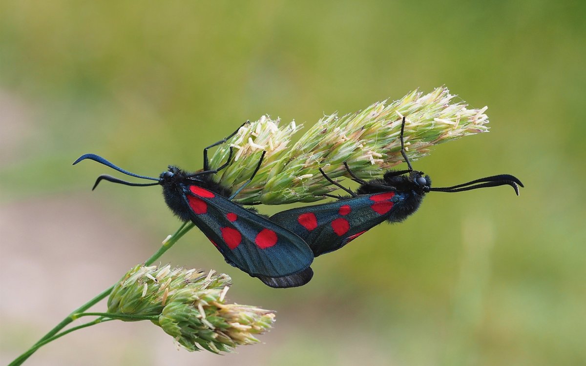 Бабочка черная с красными пятнами