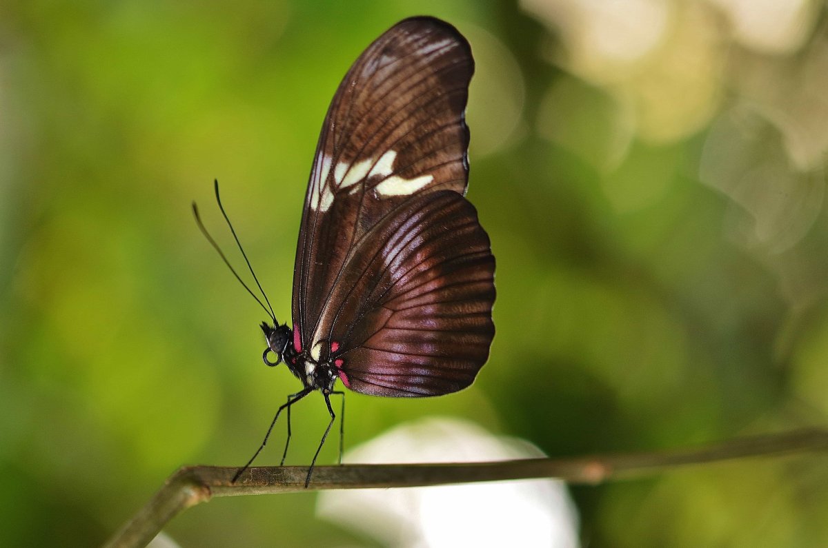Летающие животные и насекомые