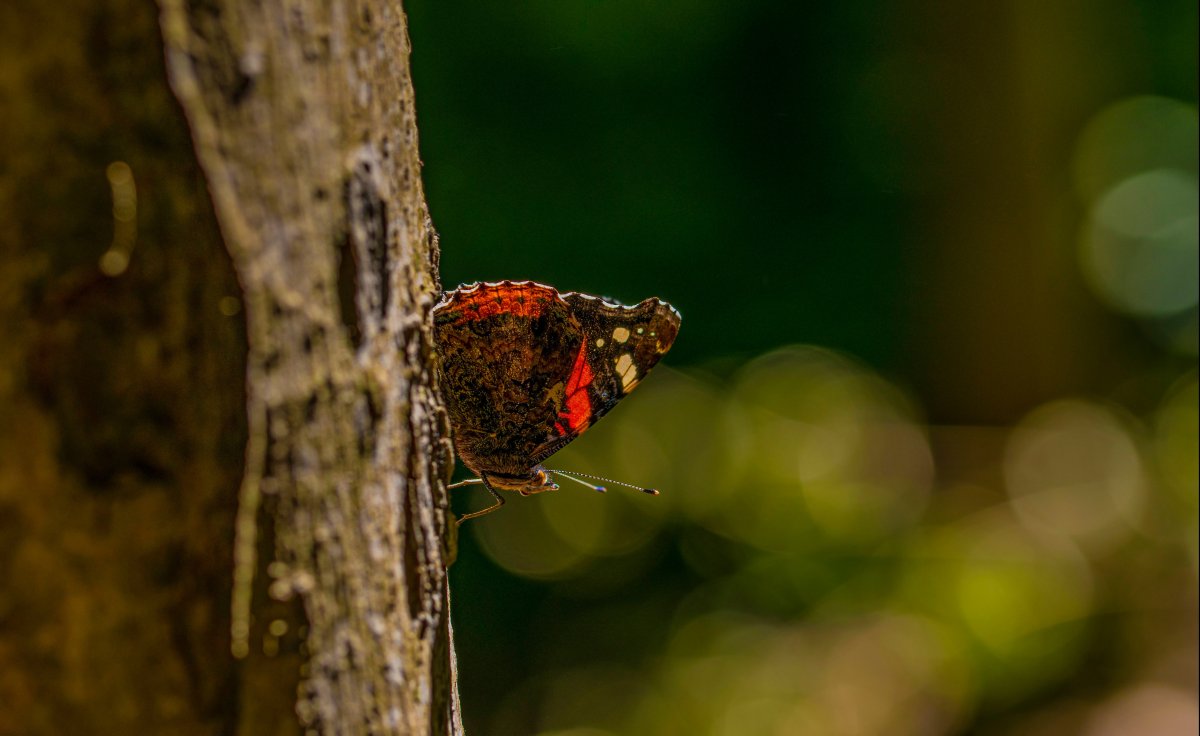 Бабочки и сок деревьев