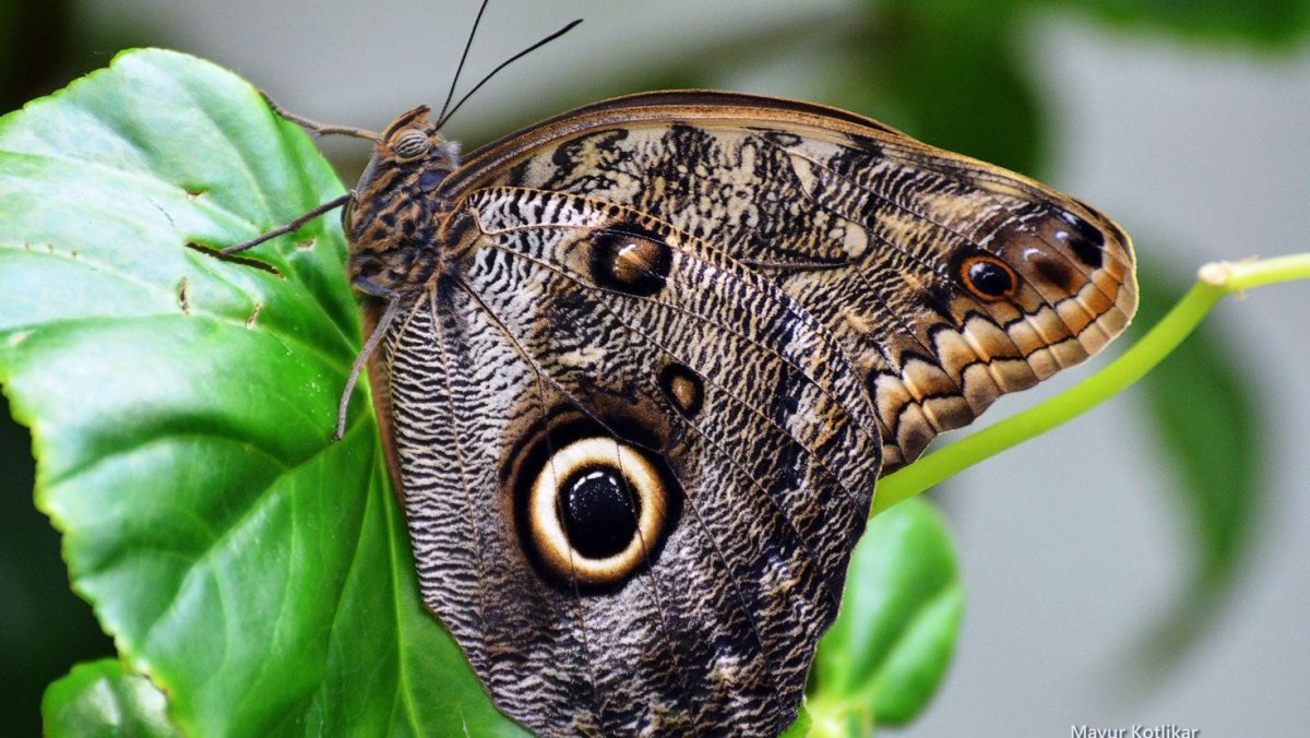 Картинки насекомые фото бабочка 7*7