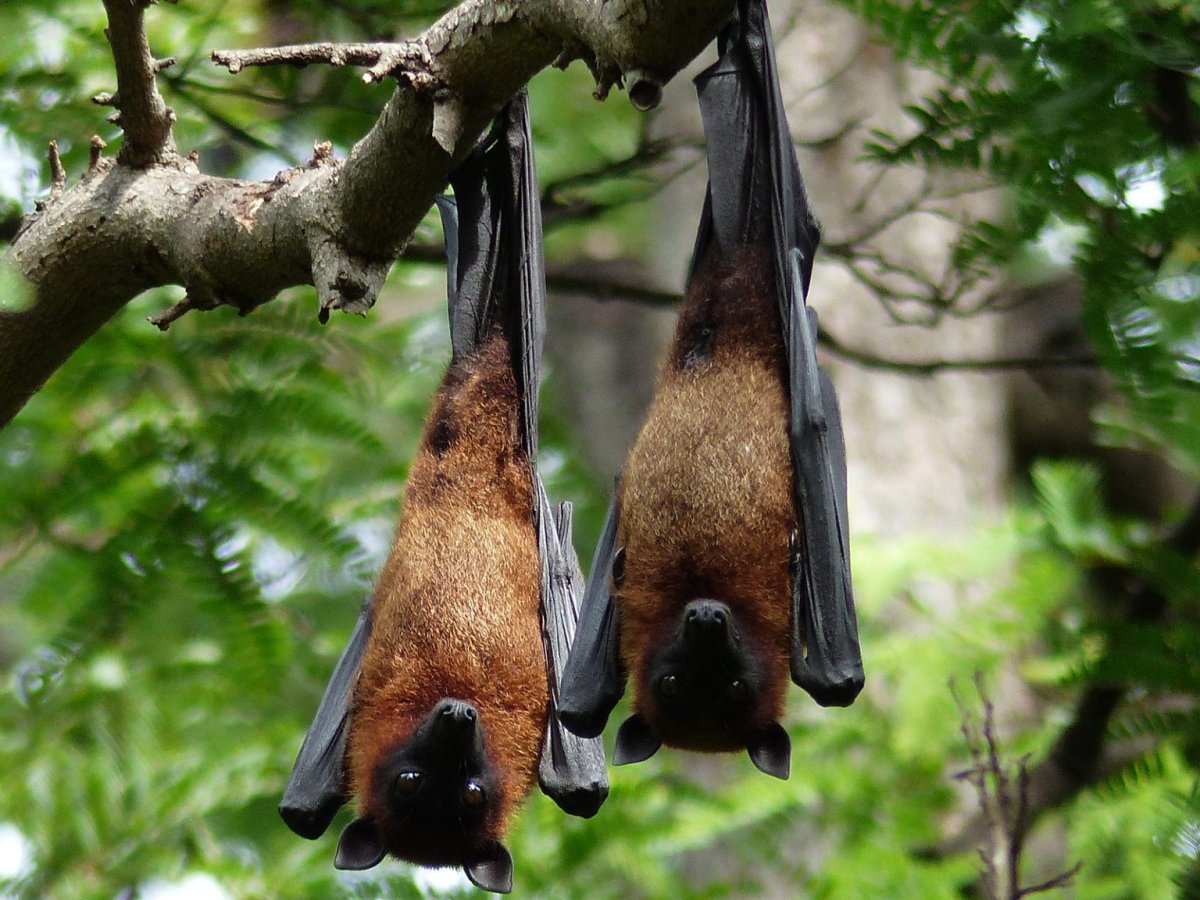 Яхта летучая лиса