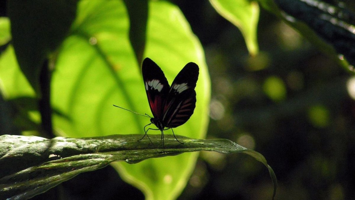 Обои на компьютер бабочки