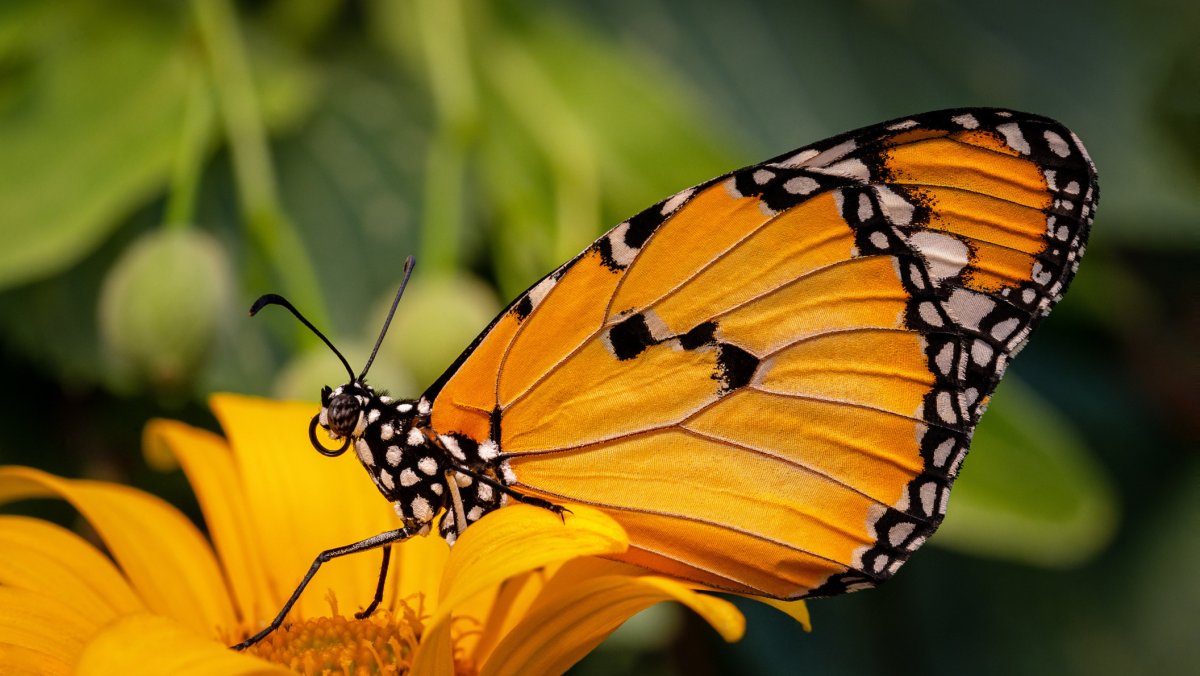 Бабочка Данаида хризипп