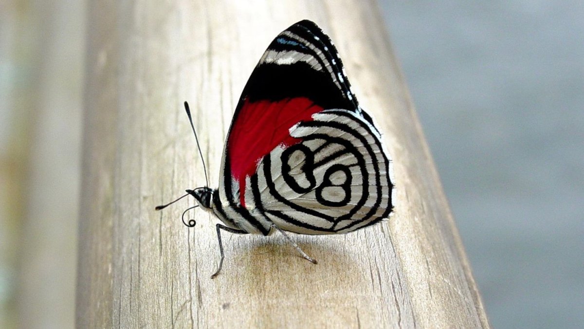 Узоры на крыльях бабочки