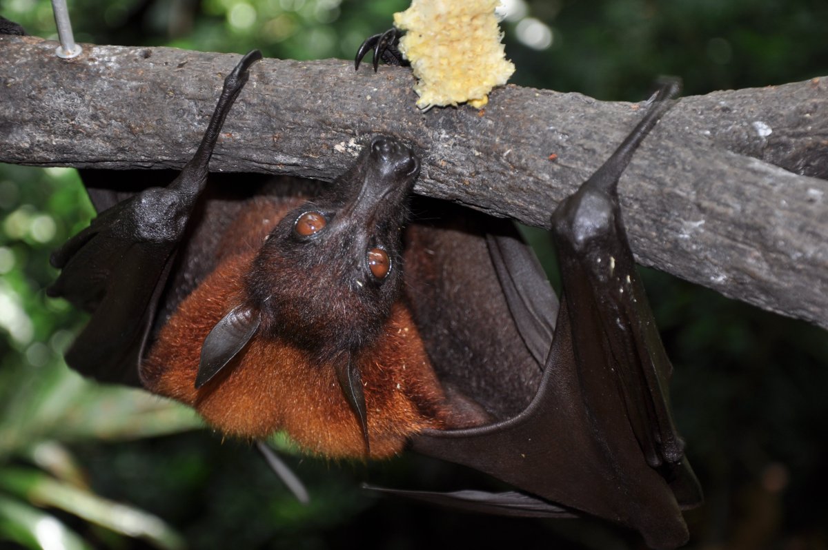 Калонг летучая лисица