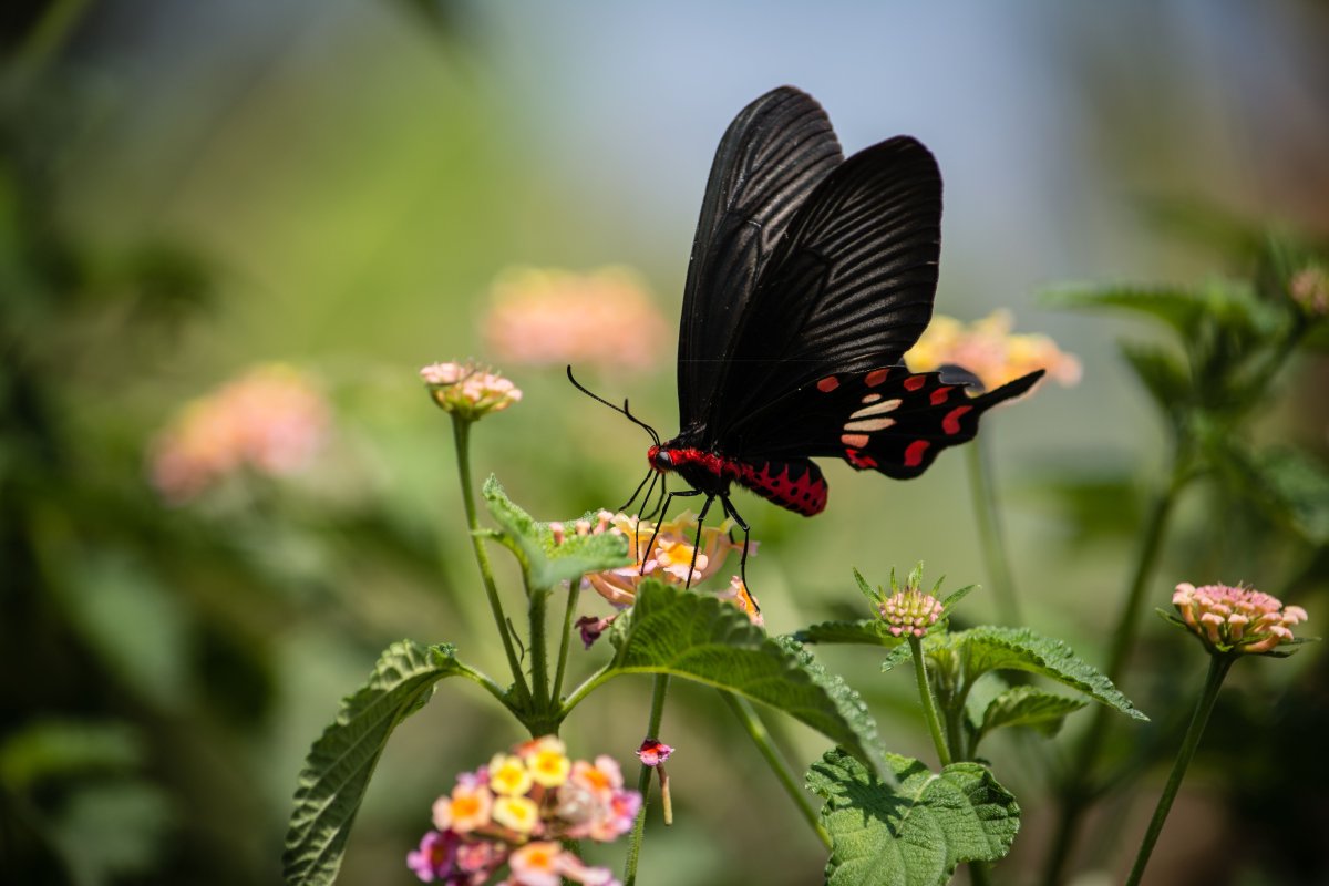 Фото на аву бабочки