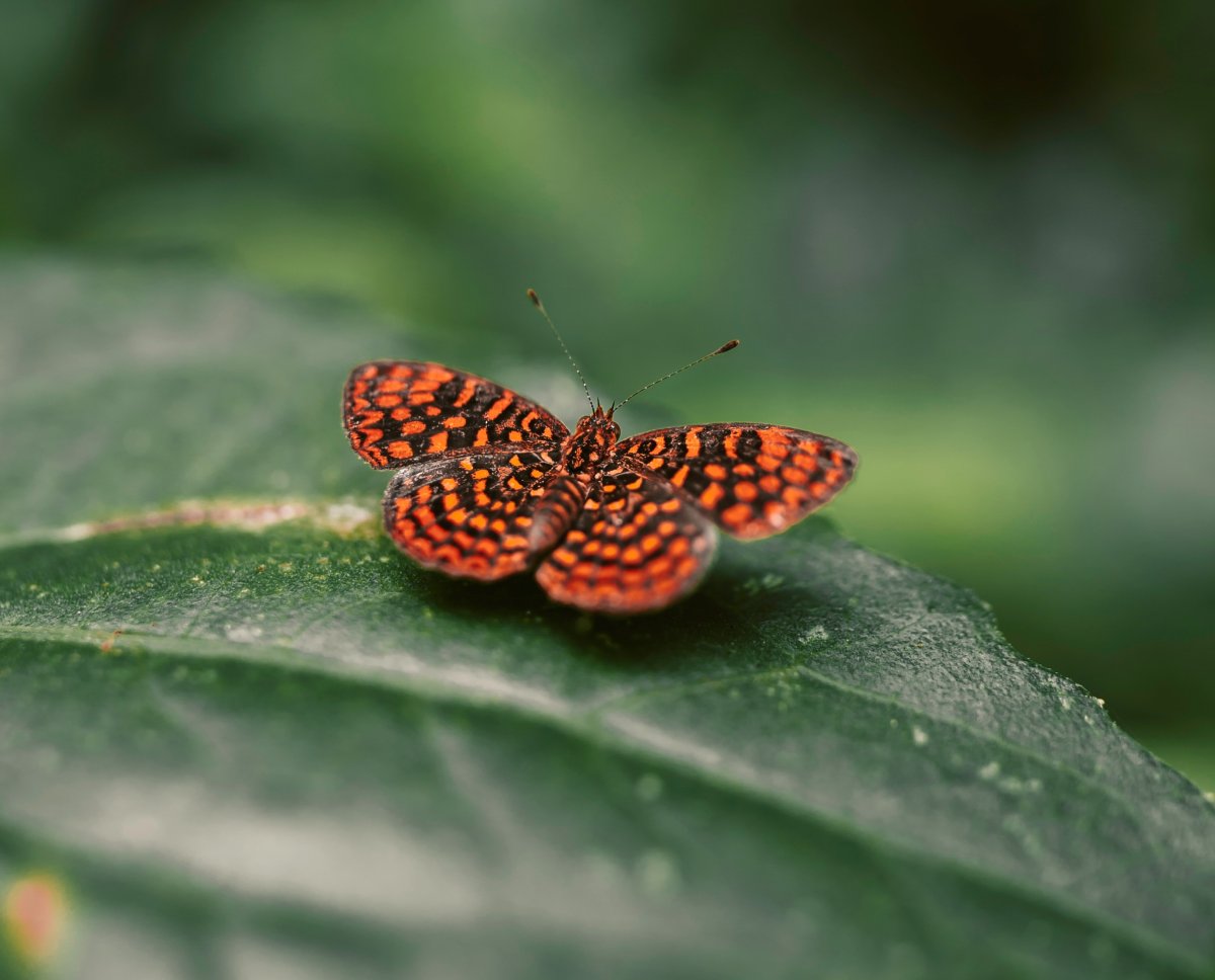 Туловище бабочки крупно