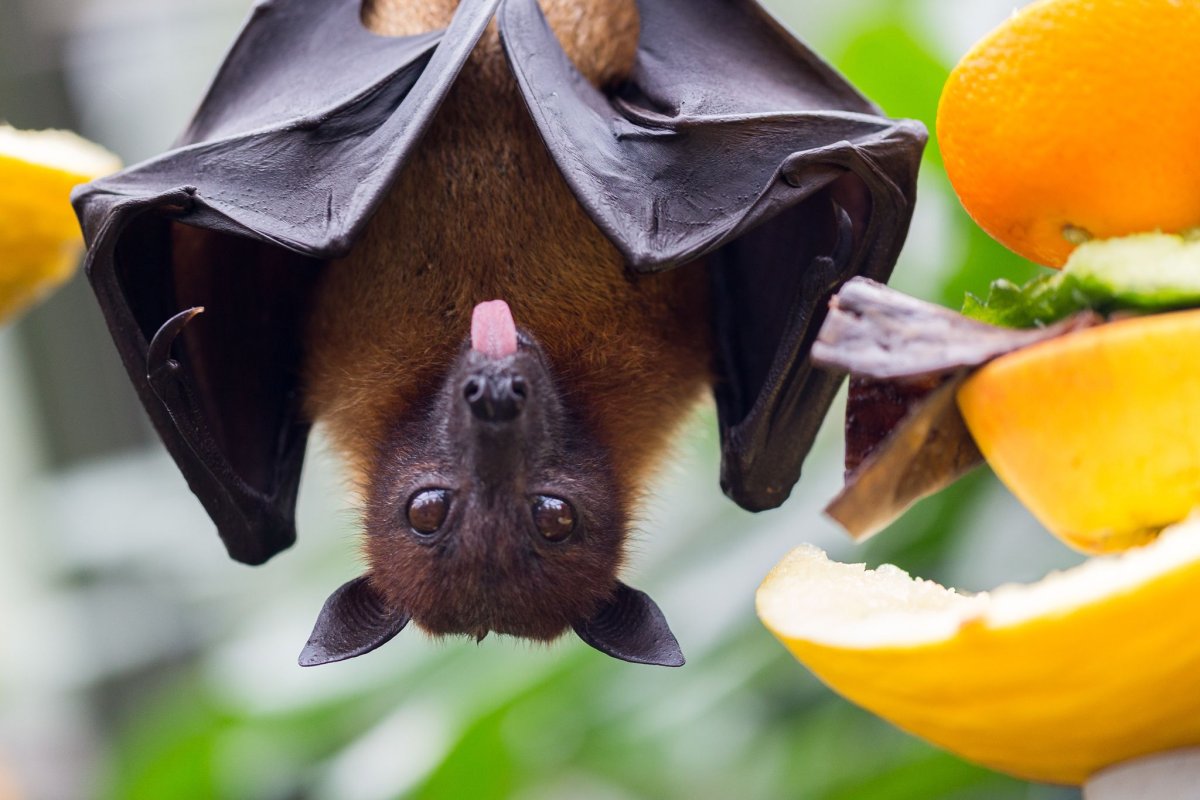 Летучая лисица кожанок Северный