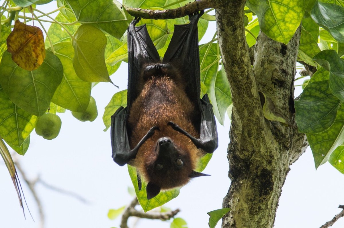 Крылан летучая собака питание
