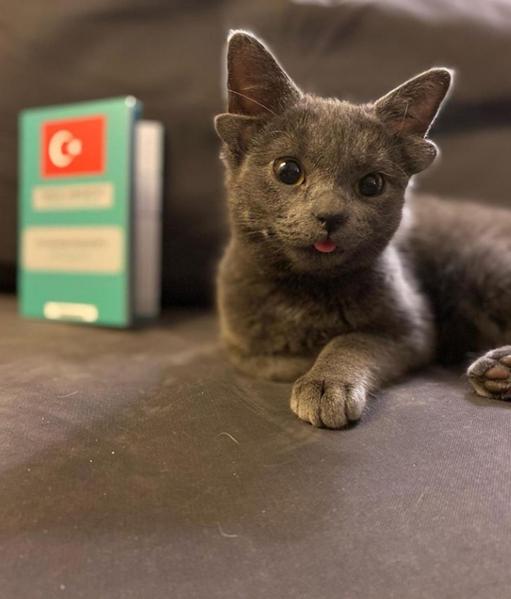 Четырехухий котенок