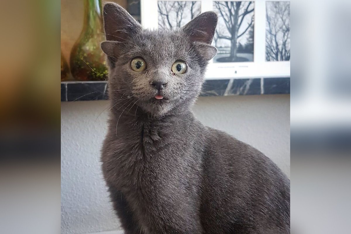 Кот с четырьмя ушами