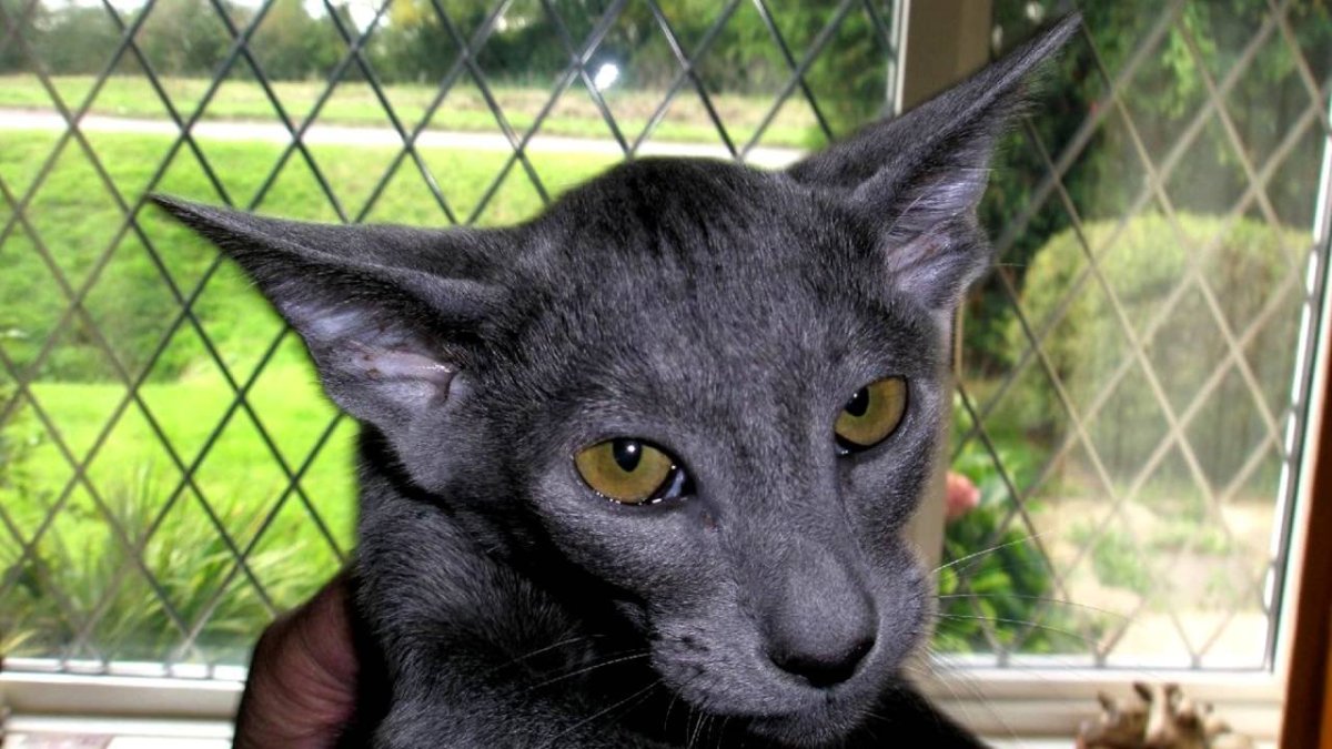 Коты ориенталы