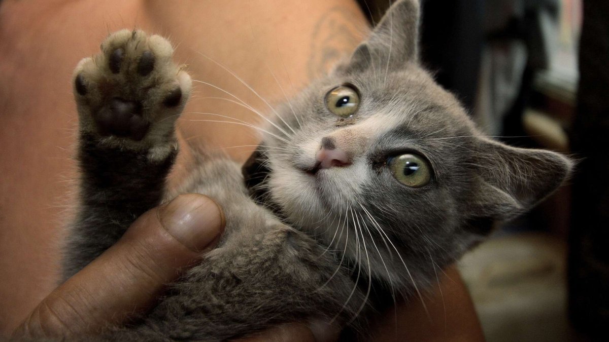 Химера кот Нарния