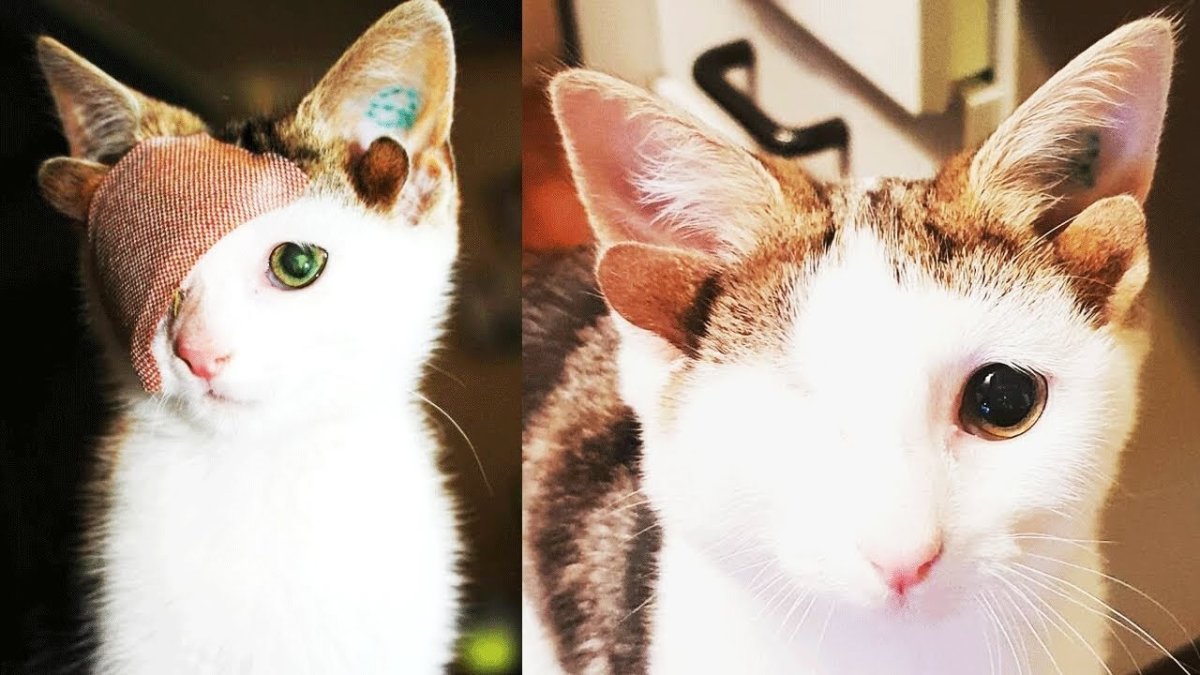 Порода кошек Ликой