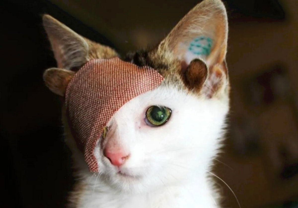 Кот с четырьмя ушами