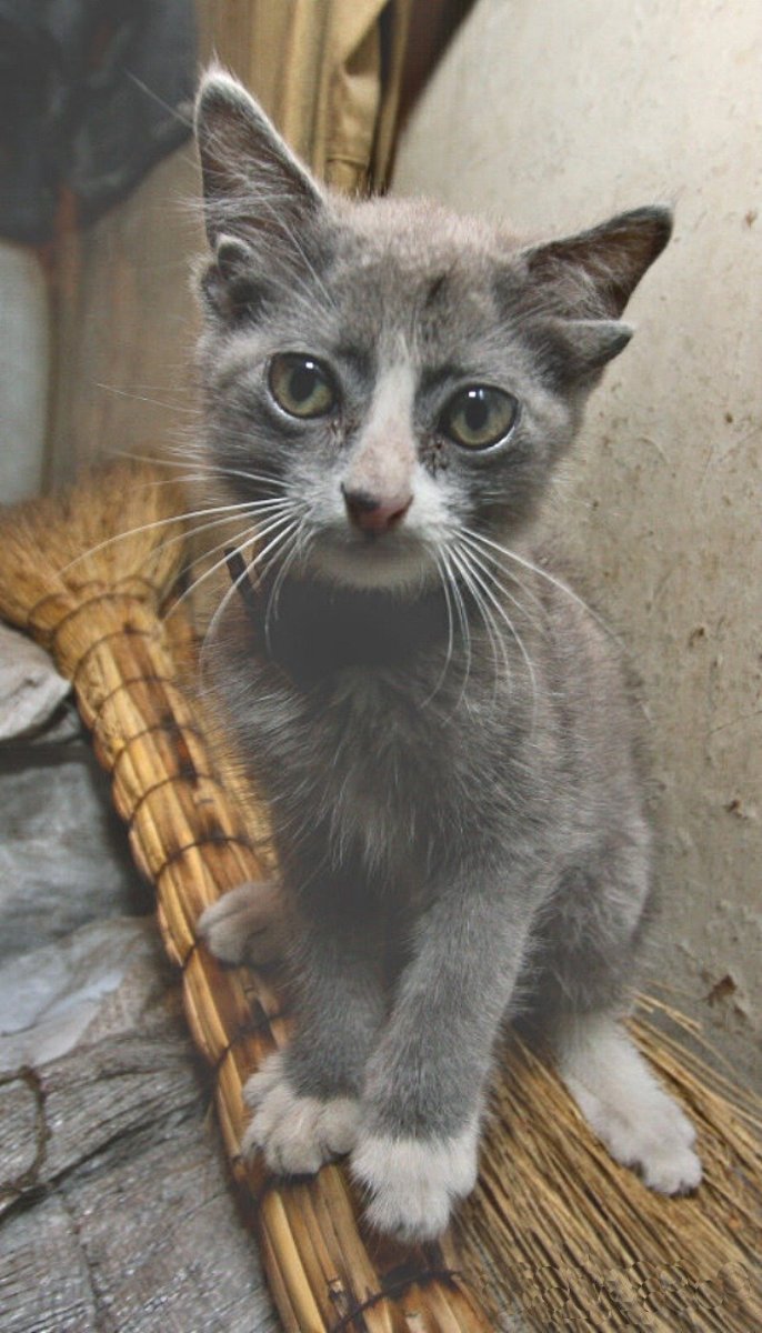 Картинки котят