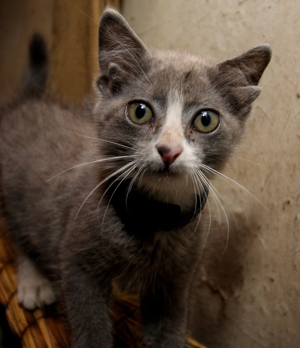 Кот с четырьмя ушами