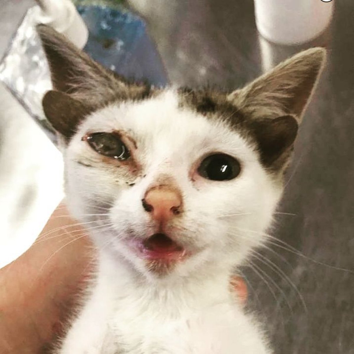 Необычные котики