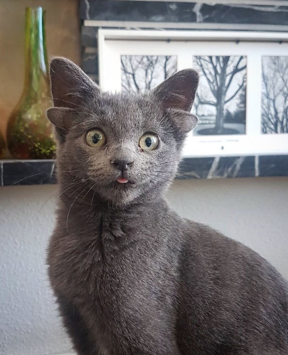 Четырехухий кот