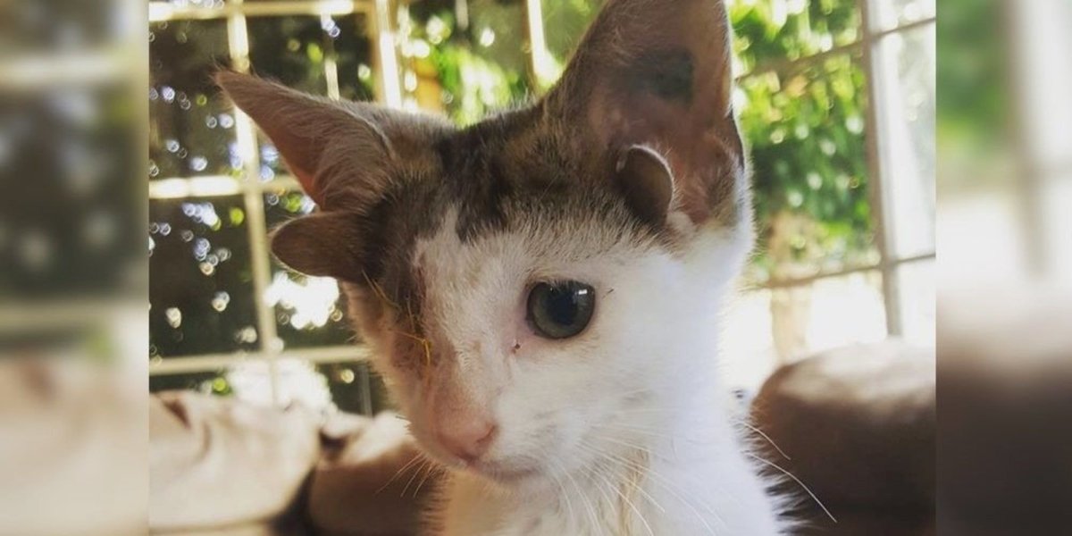 Британец с четырьмя ушами