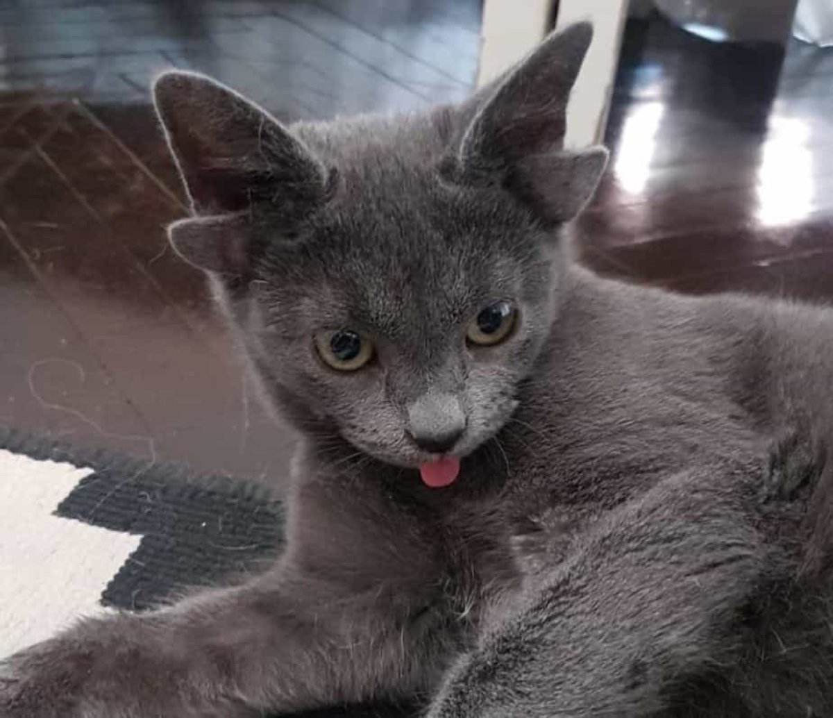 Кот с четырьмя ушами