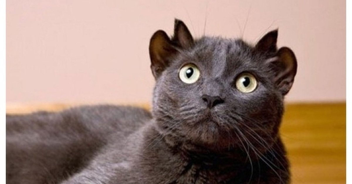 Кошка с 4 ушами