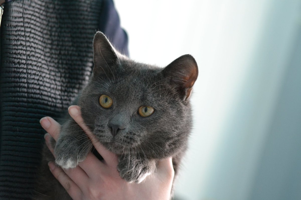 Манчкин кинкалоу