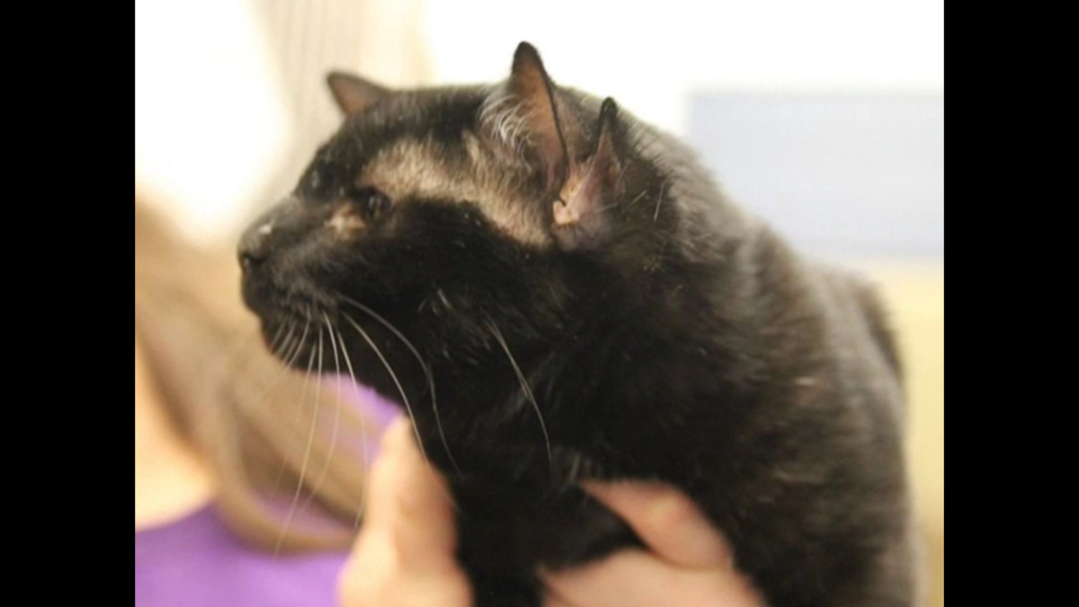 Ориенталы с 4 ушами