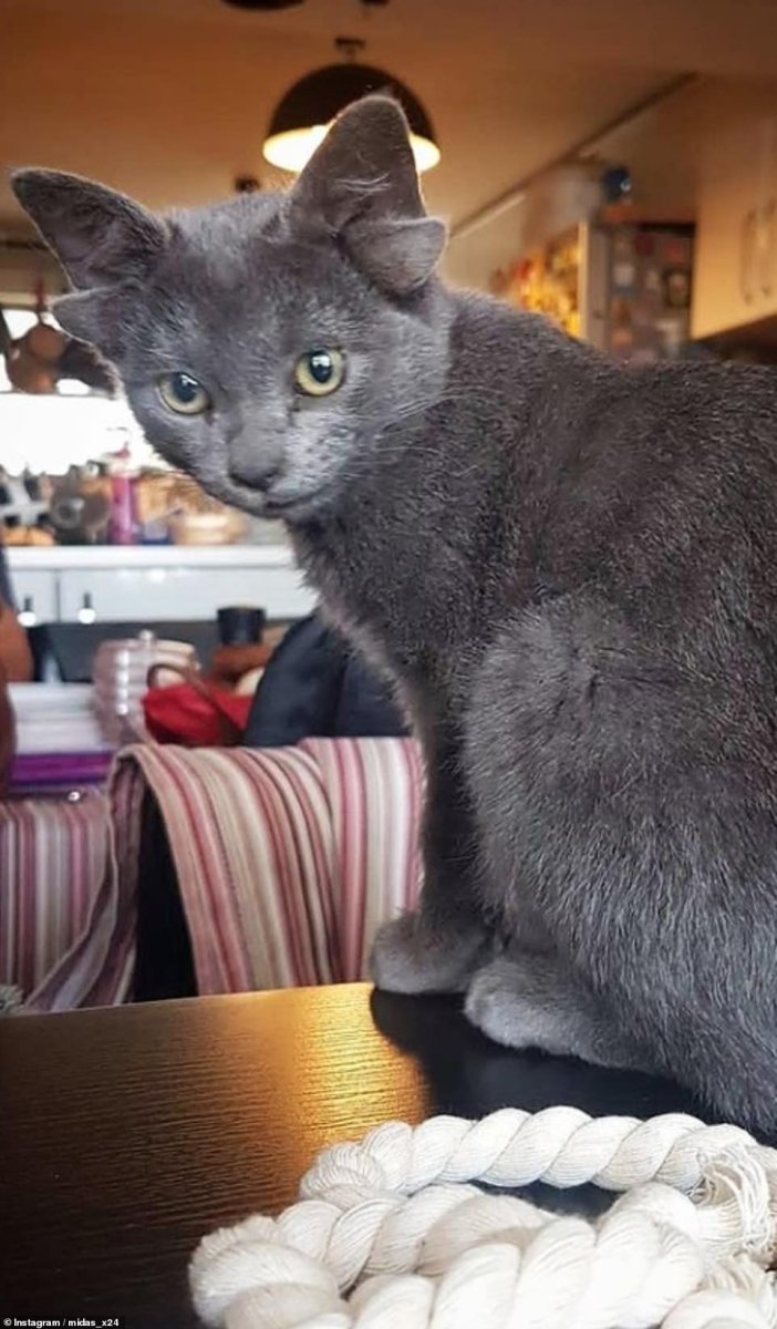 Кот Мидас с 4 ушами