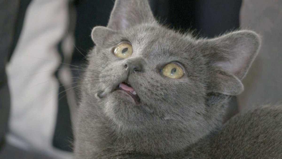 Четырехухая кошка