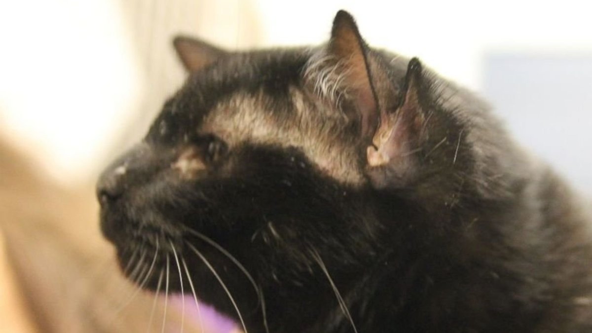 Котенок с одной бровью