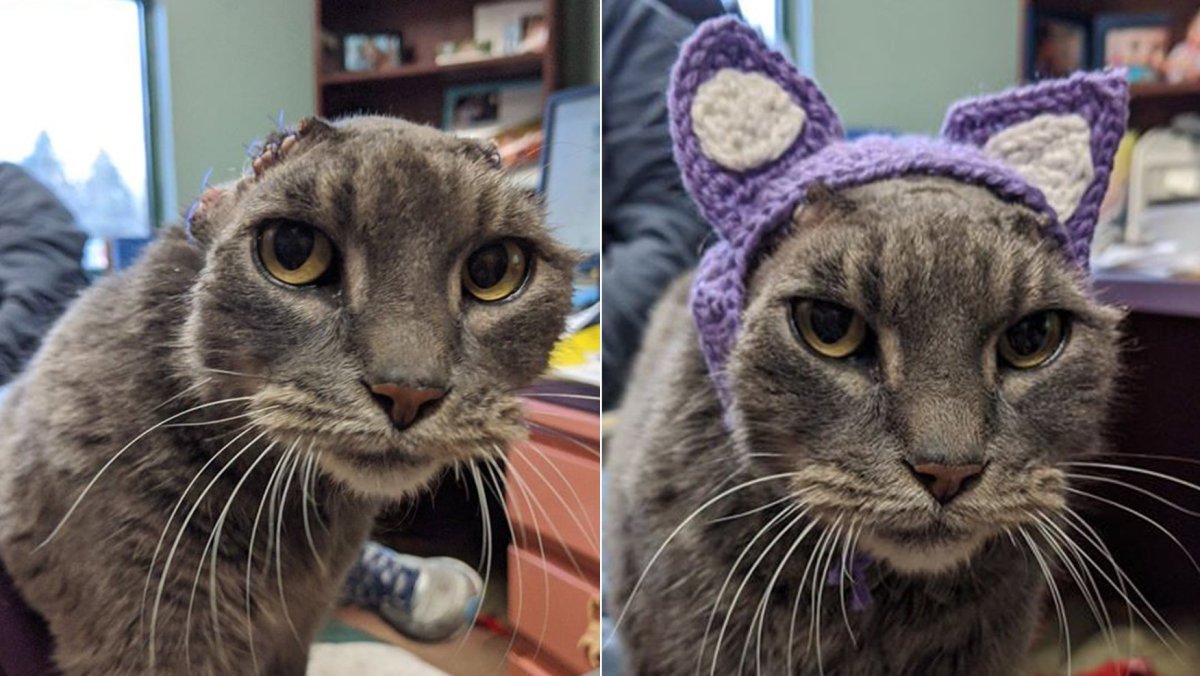 Ориентальный кот грузин