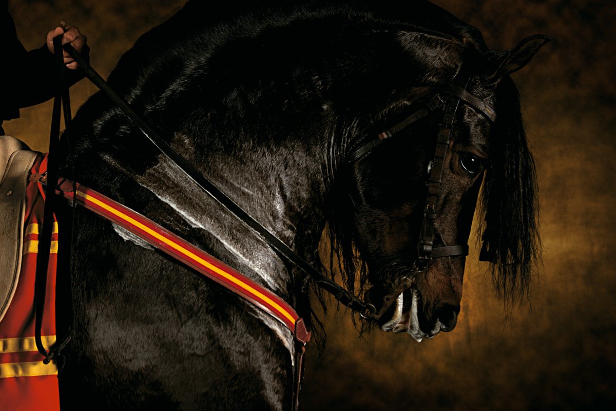 Жеребец черный принц