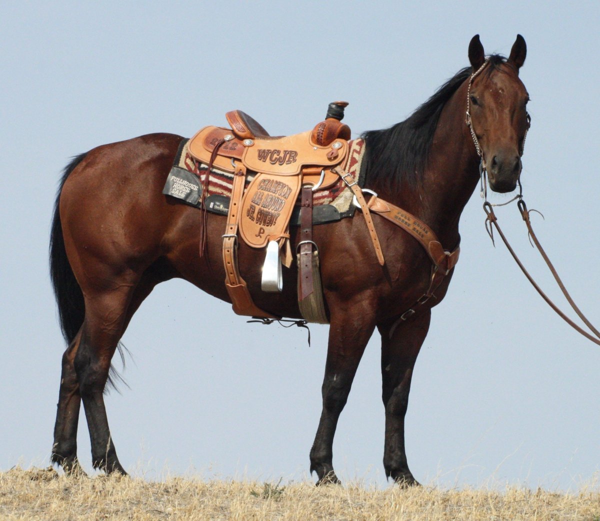 Гнедой Кватерхорс вестерн
