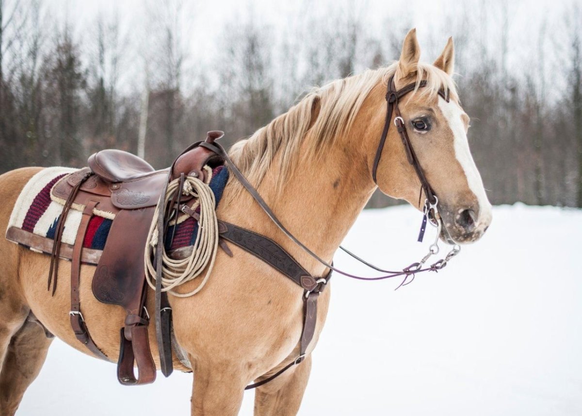 Седло для лошади