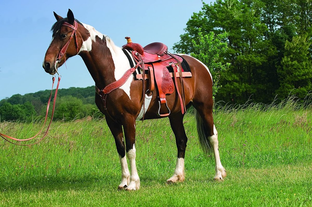 Лошадь породы Пинто выездка