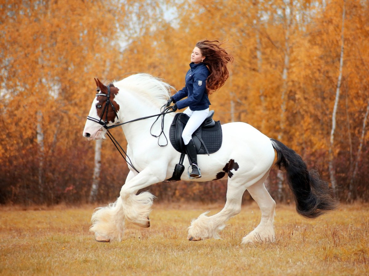 Лошадь Шайр верхом