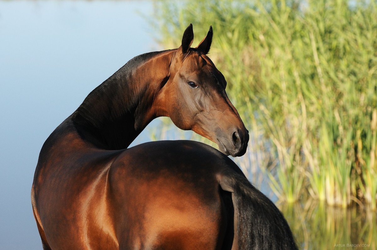 Лошадь с изогнутой шеей