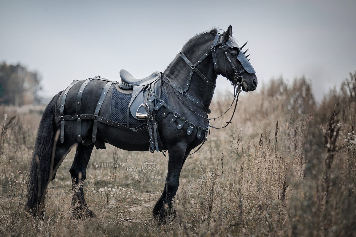 Фризская лошадь в упряжи