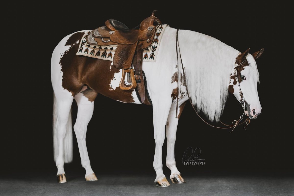 Аппалуза лошадь