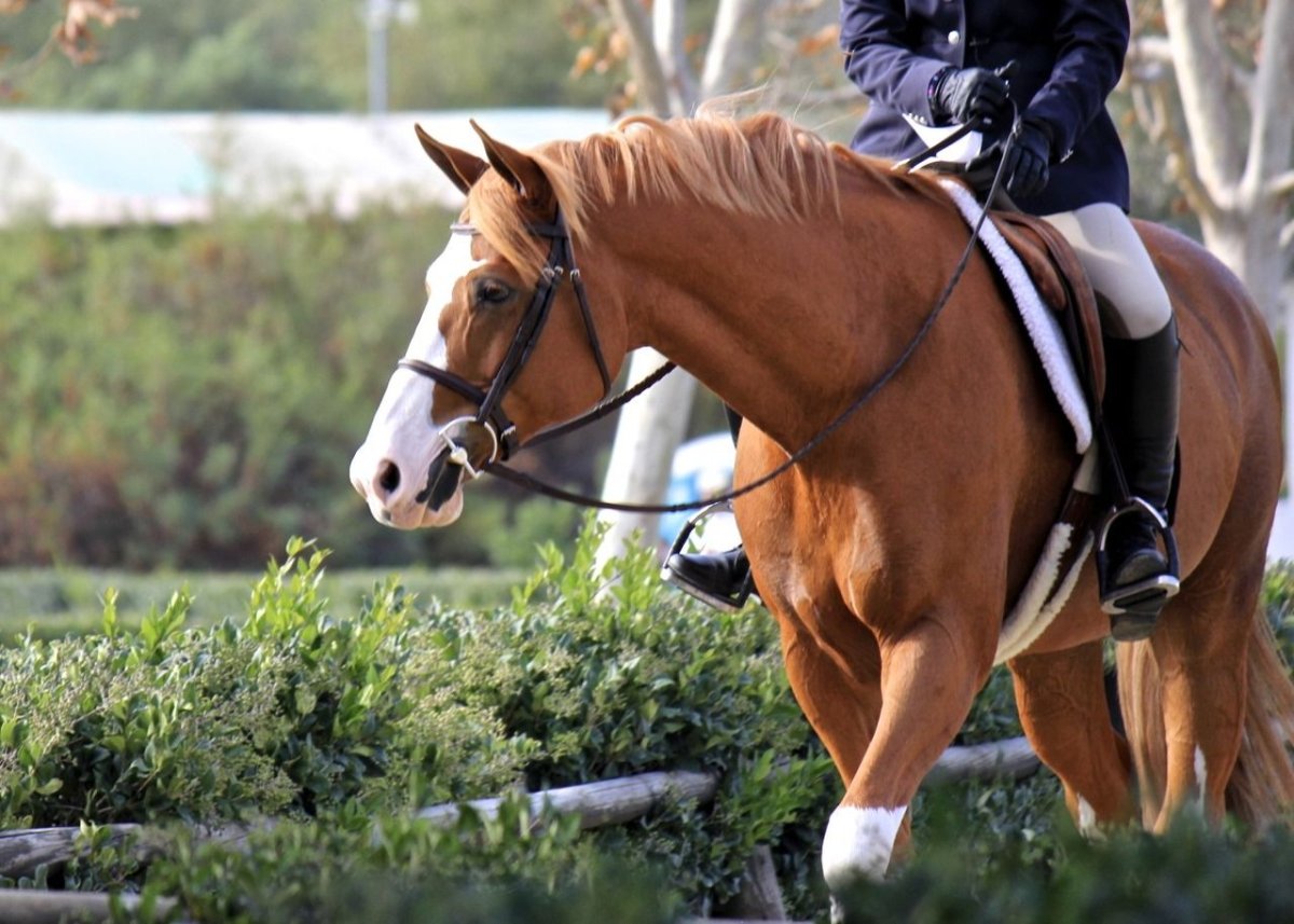 Рыжая лошадь седло