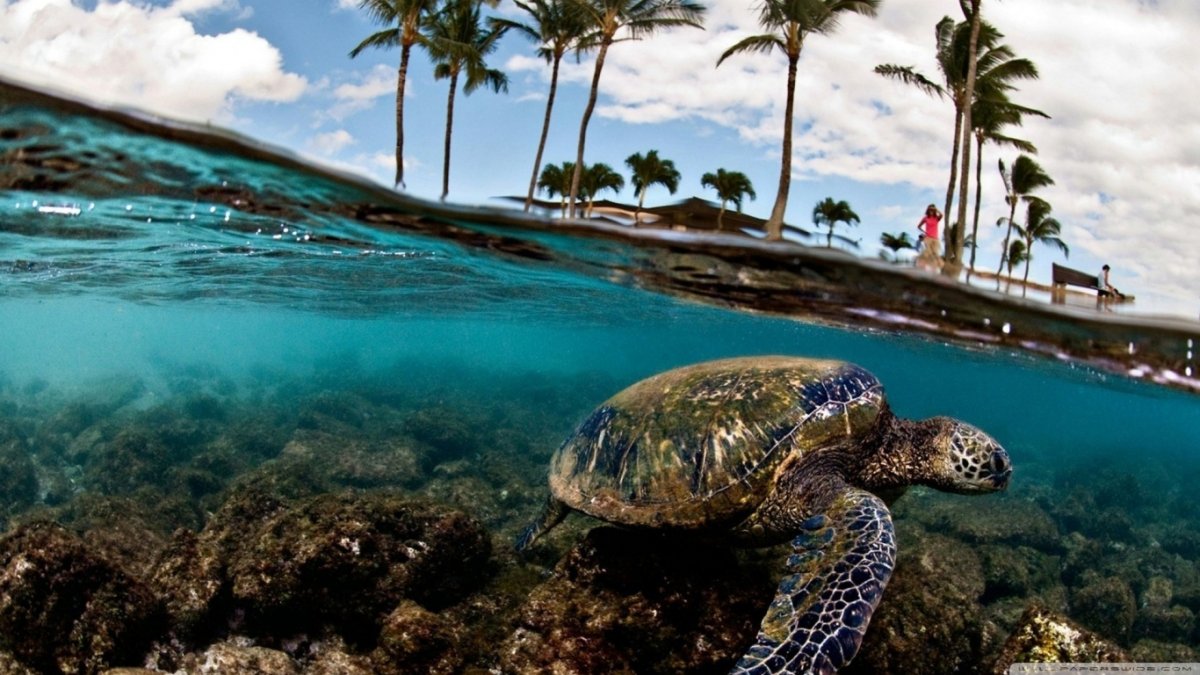 Черепаший берег Turtle Island