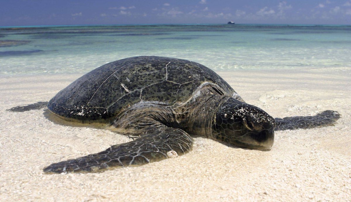 Черепахи на Кипре Протарас