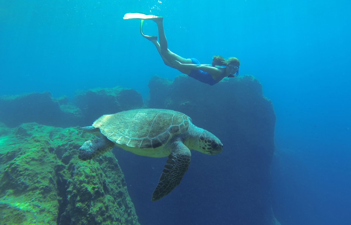 Черепаха Каретта в Турции