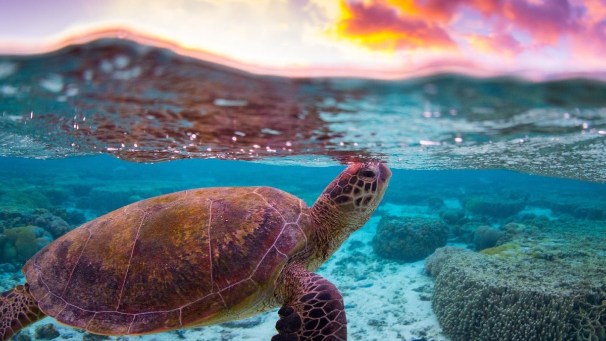 Занзибар морские черепахи