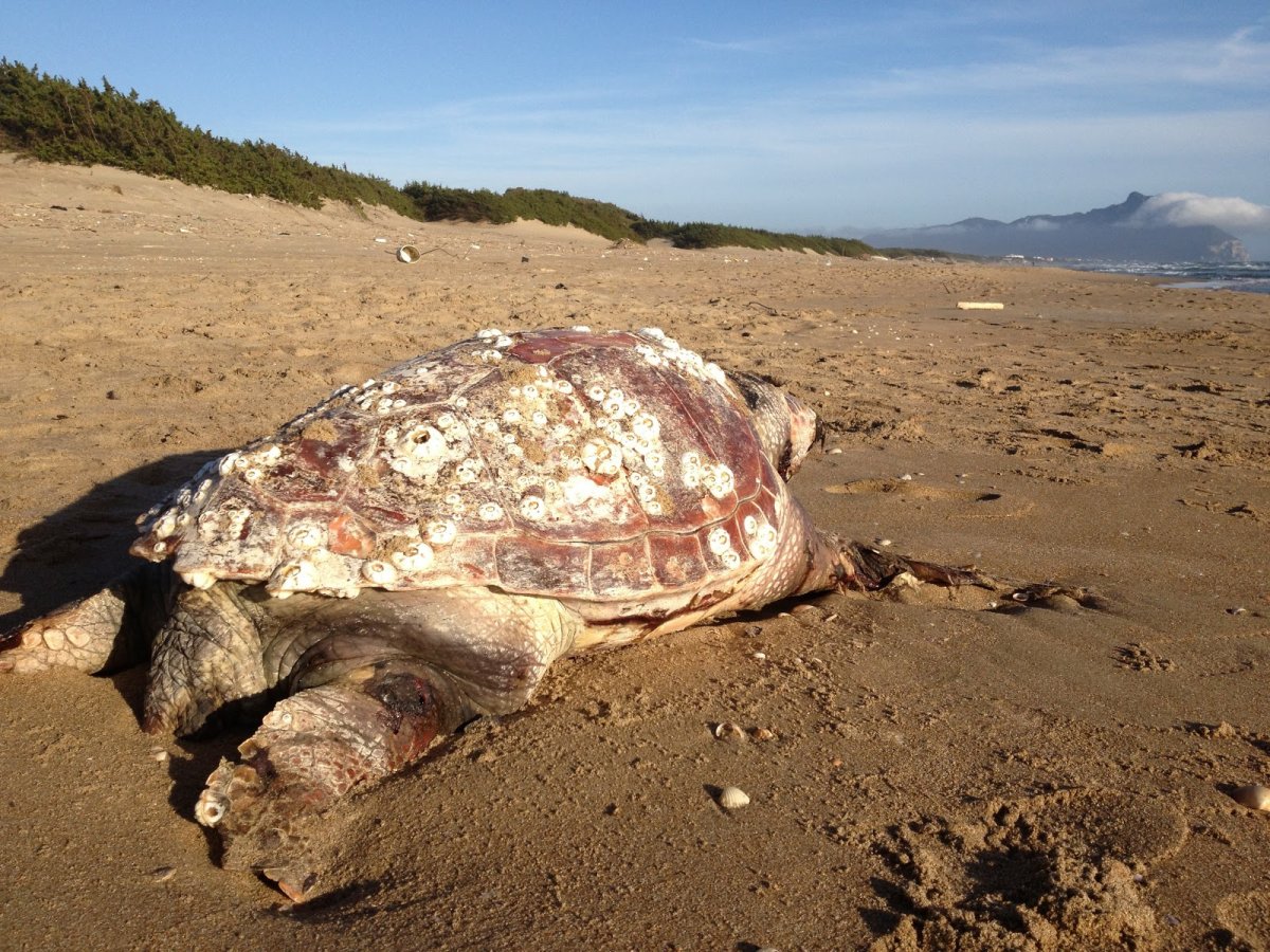 Огромная черепаха на пляже