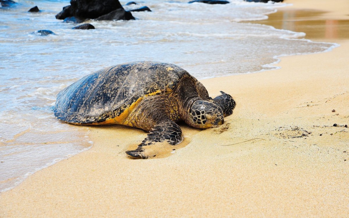 Черепаший берег Turtle Island