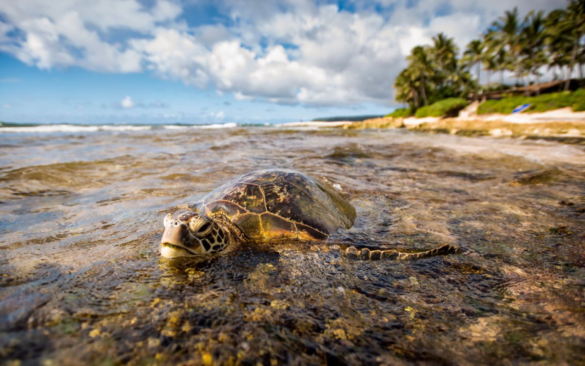 Море мелководье