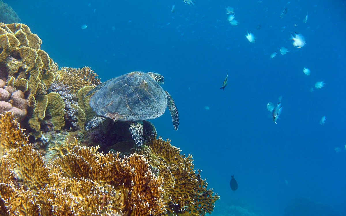 Морские обитатели мелководий